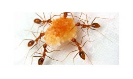 مورچه‌‌ها (فاخته حسامی‌فرد)