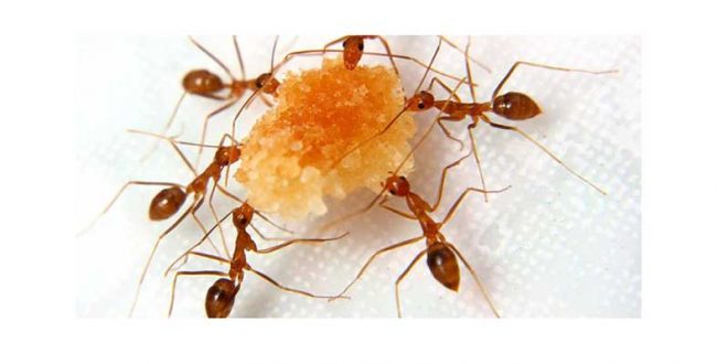 مورچه‌‌ها (فاخته حسامی‌فرد)